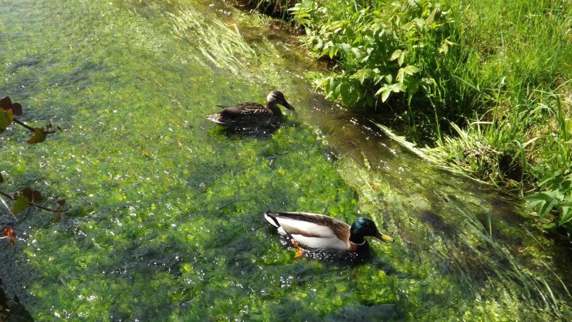 Ferienwohnungen 'Blick Zur Madonna' Fischbach bei Dahn Bagian luar foto